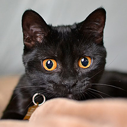 Stella Stella