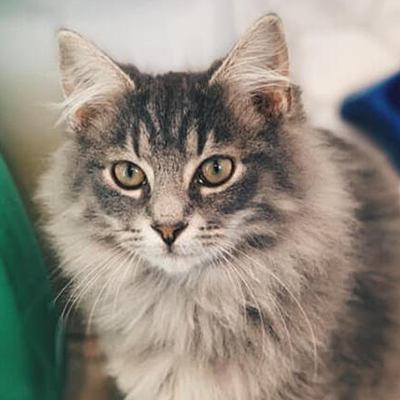 Bella Bella